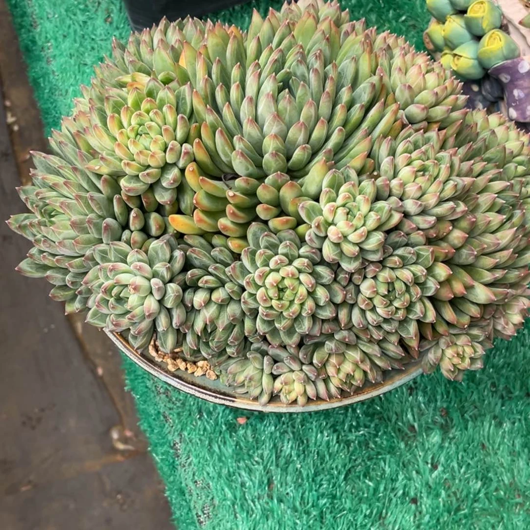 红陶源*源姐雪花多肉植物