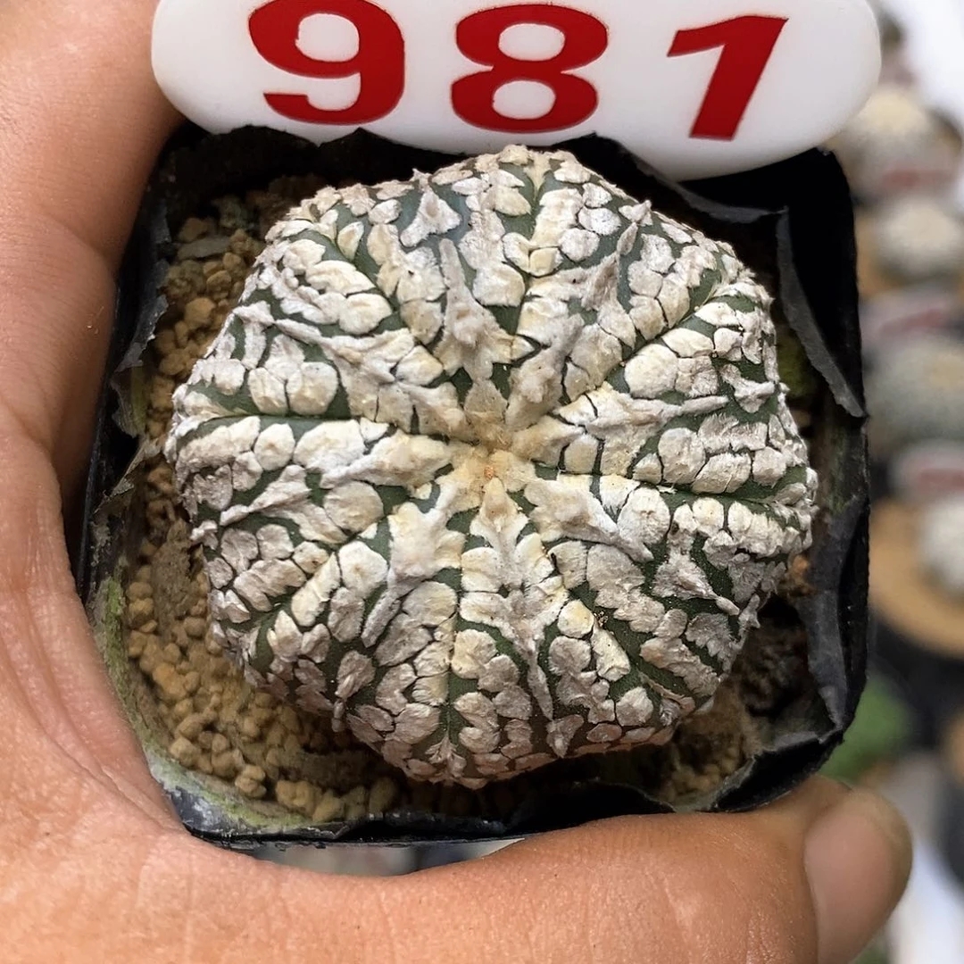 981福利特价咯福利特价咯