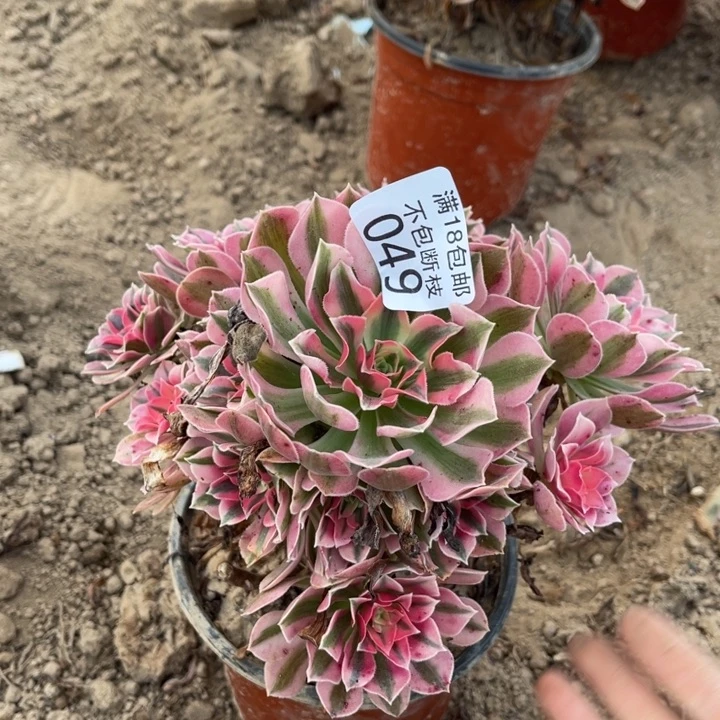 049粉女巫手捧2号棚