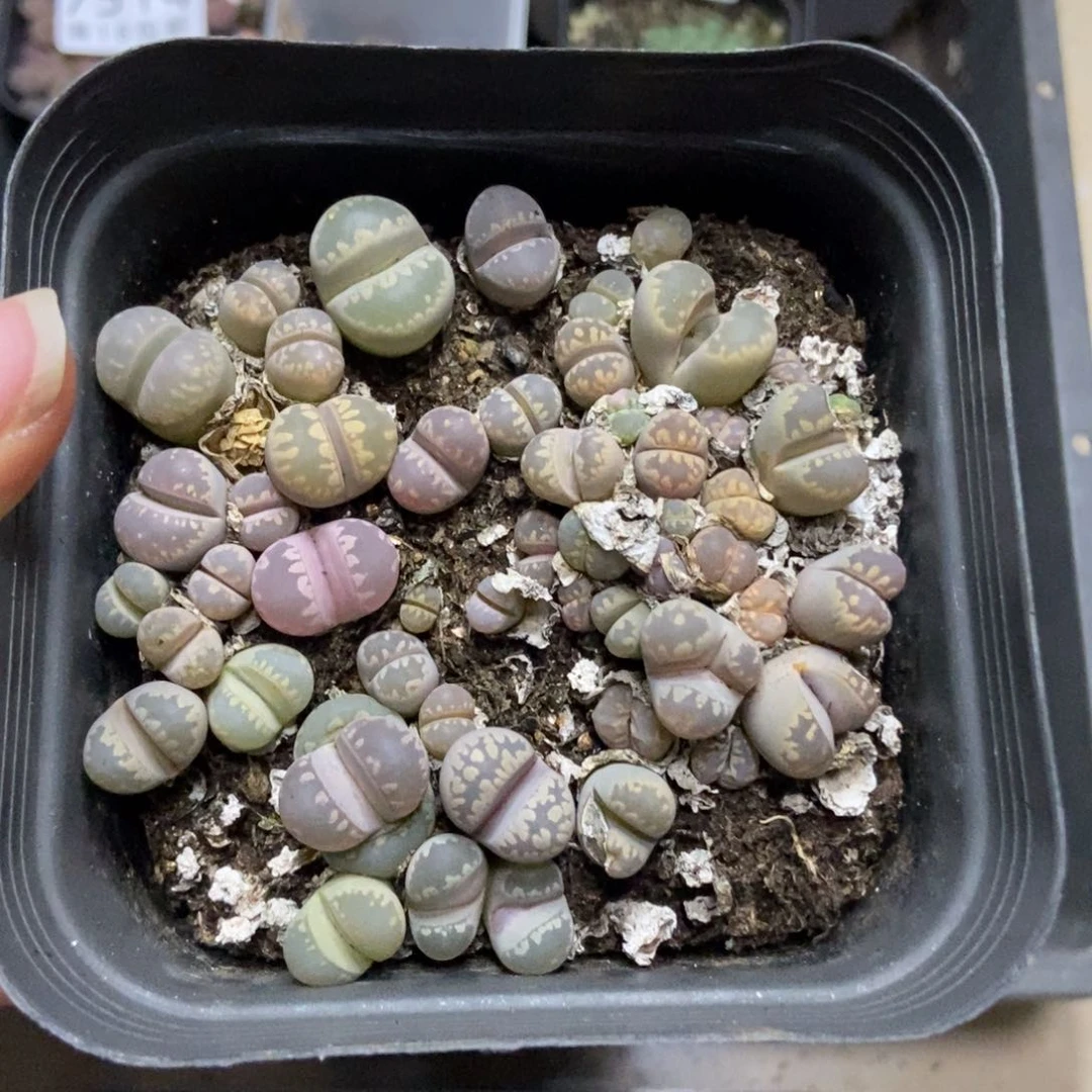 7517一盒十方大牙有疤