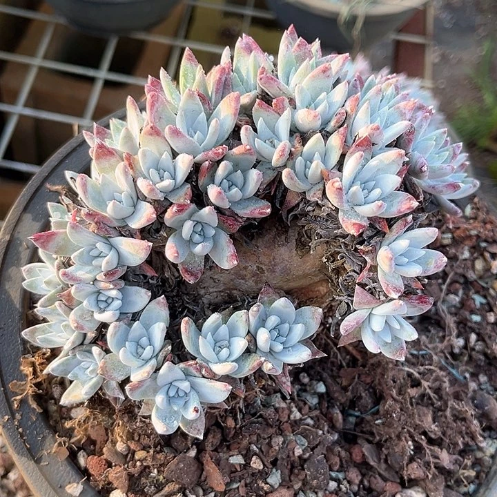 用****5仙女杯多肉植物盆栽