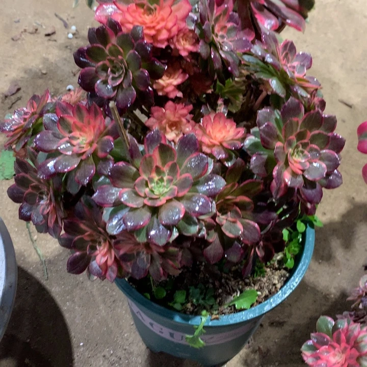 131黑膜锦多肉植物