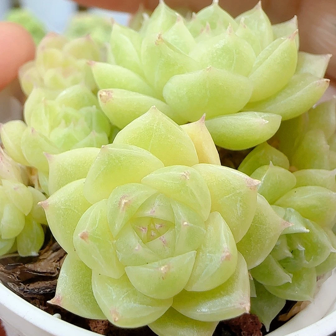 【闪购商品】0926-16玉玉包子麦杆