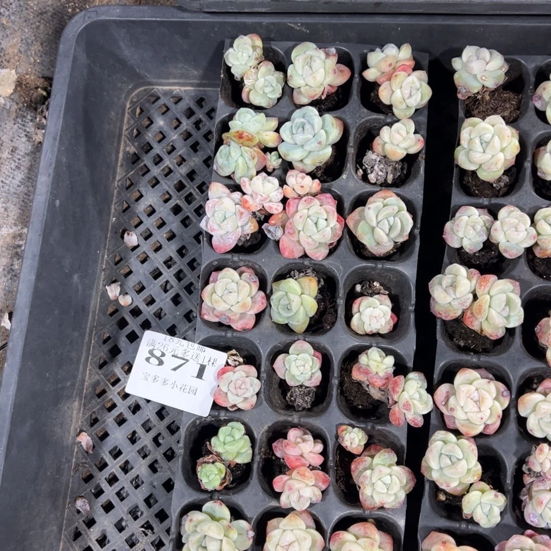 871号瑕疵冰玉到手21颗 不包整散不售后一物一拍