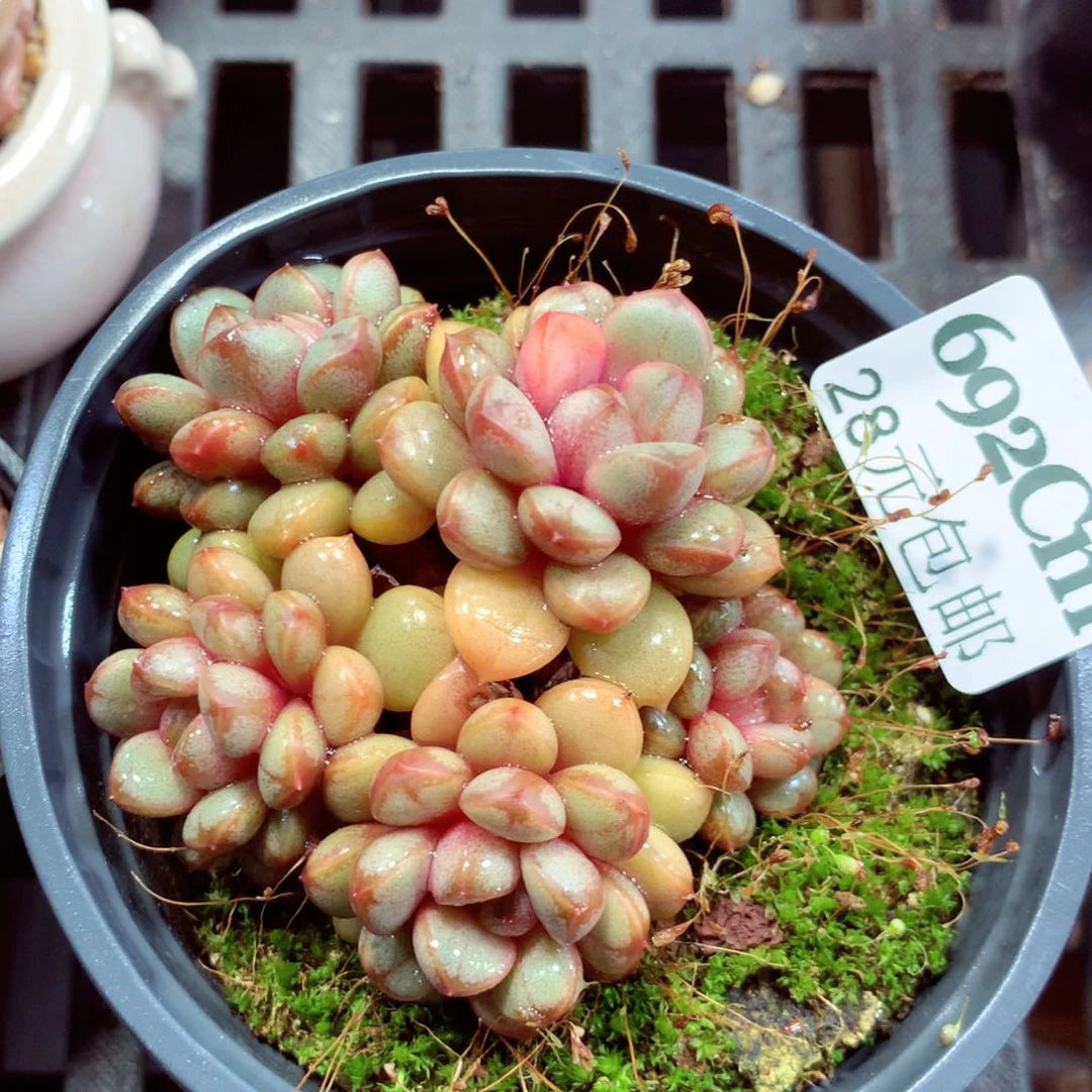 5厘米盆精控多肉692