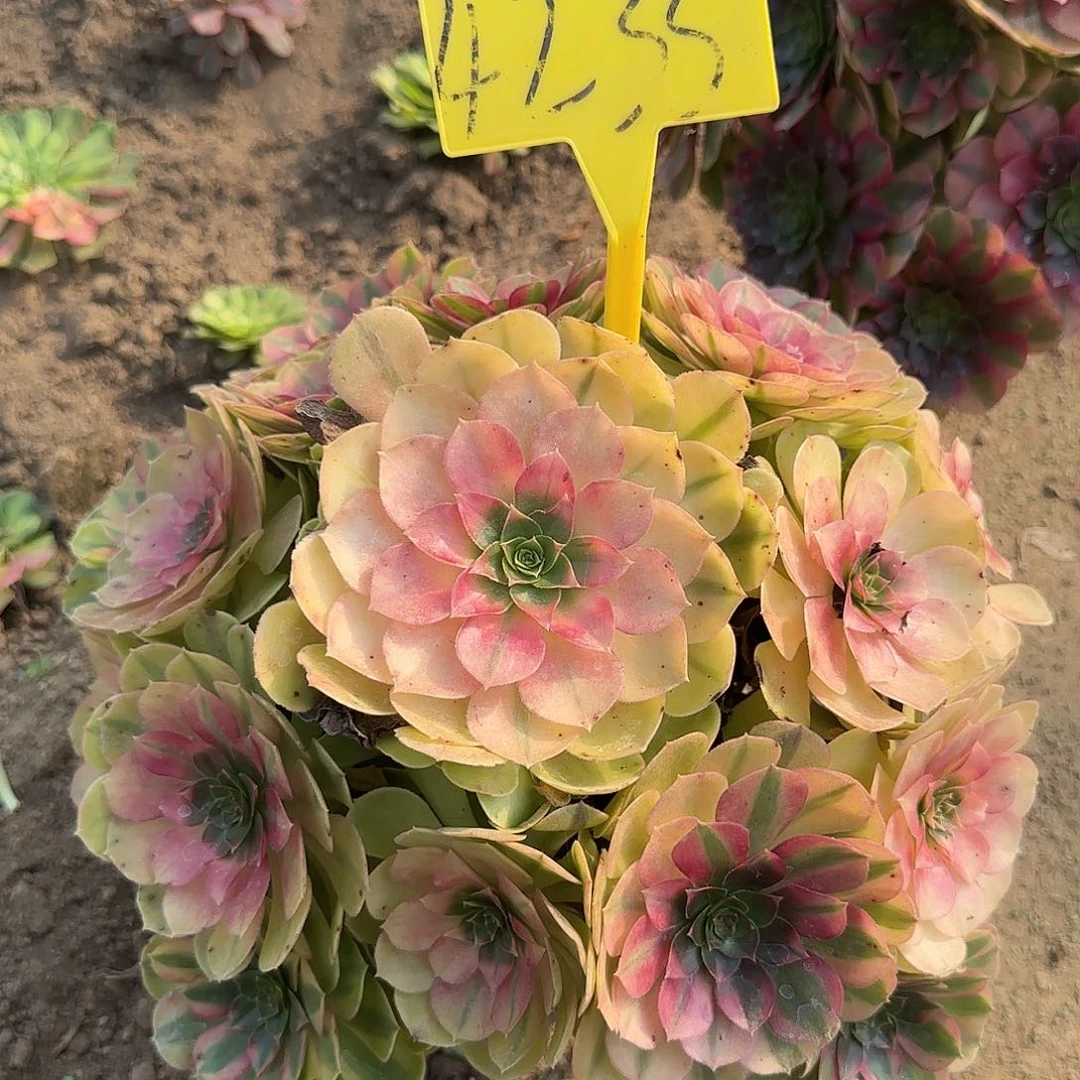 4235--雨荷多头多肉