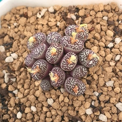 多肉肉锥 714墨小锥 14头