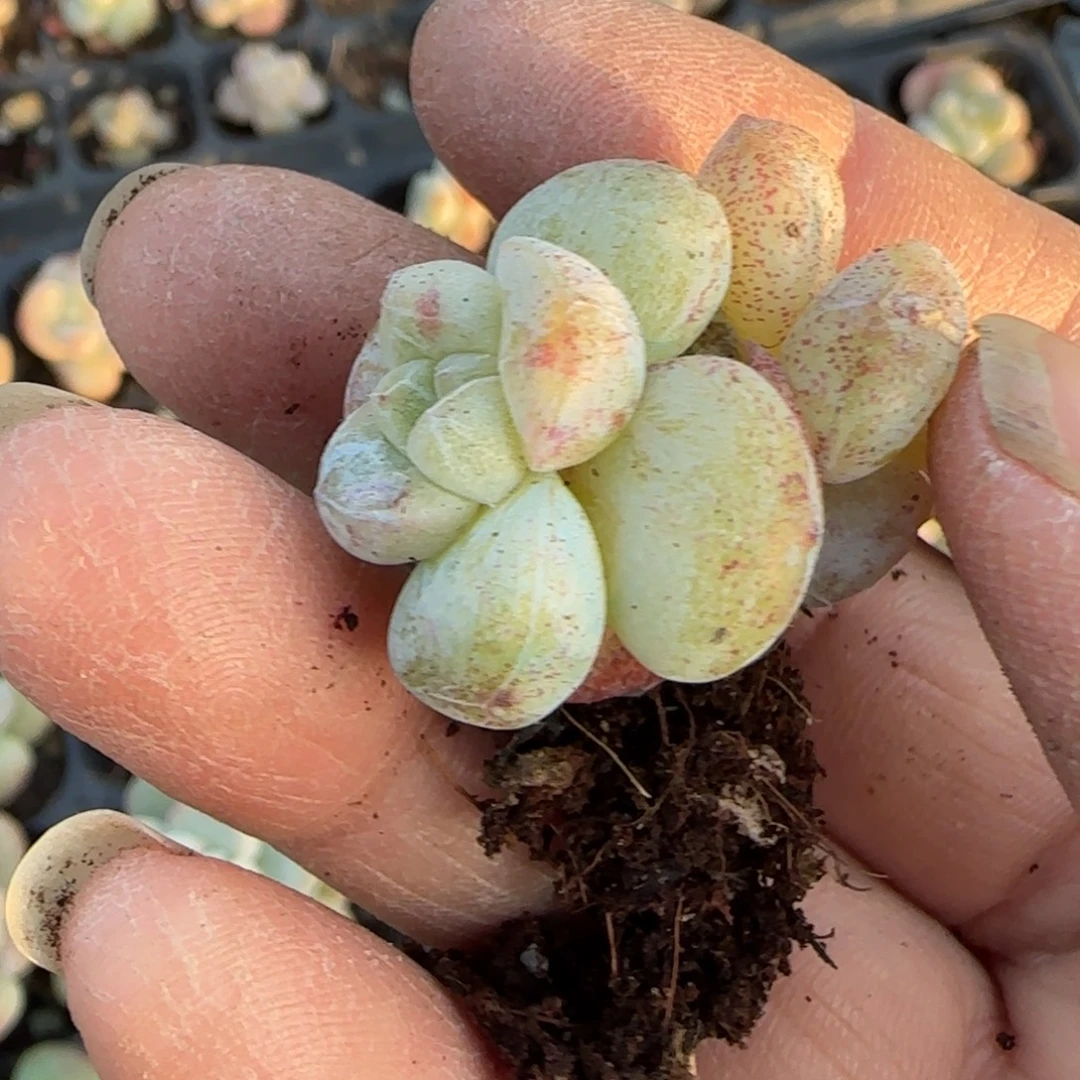 小卡拉米糖心一物一拍