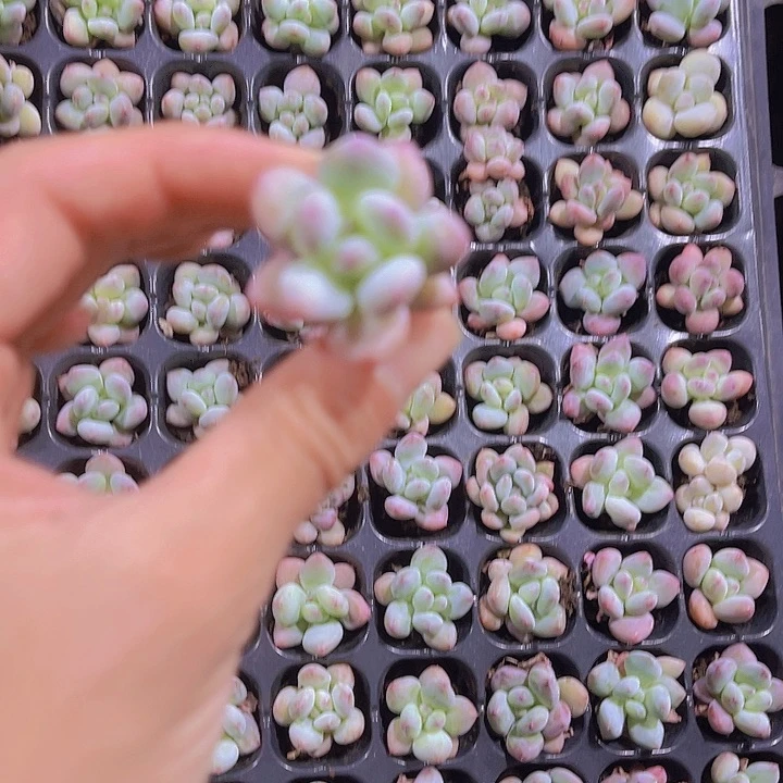 精品四代苹果奶多肉植物