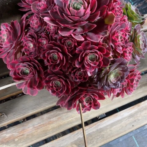 山****)多肉植物女妖锦。