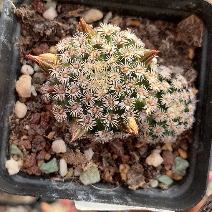 92实生克氏丸4.8厘米