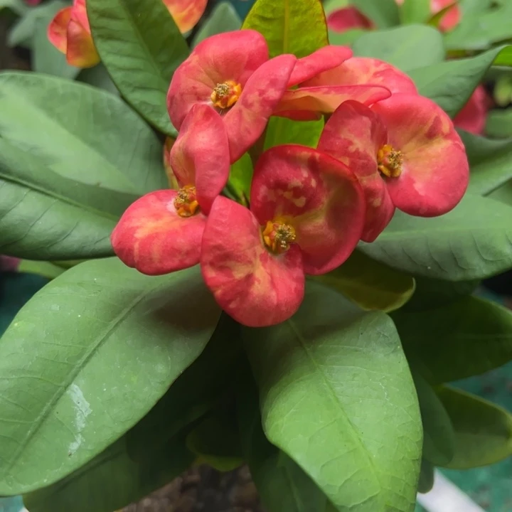 泰品嫁接一物一拍