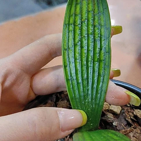 完全开放嘻嘻X5系终于可以可以