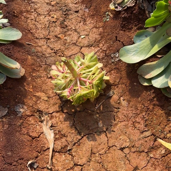 四代知否嫁接捧花