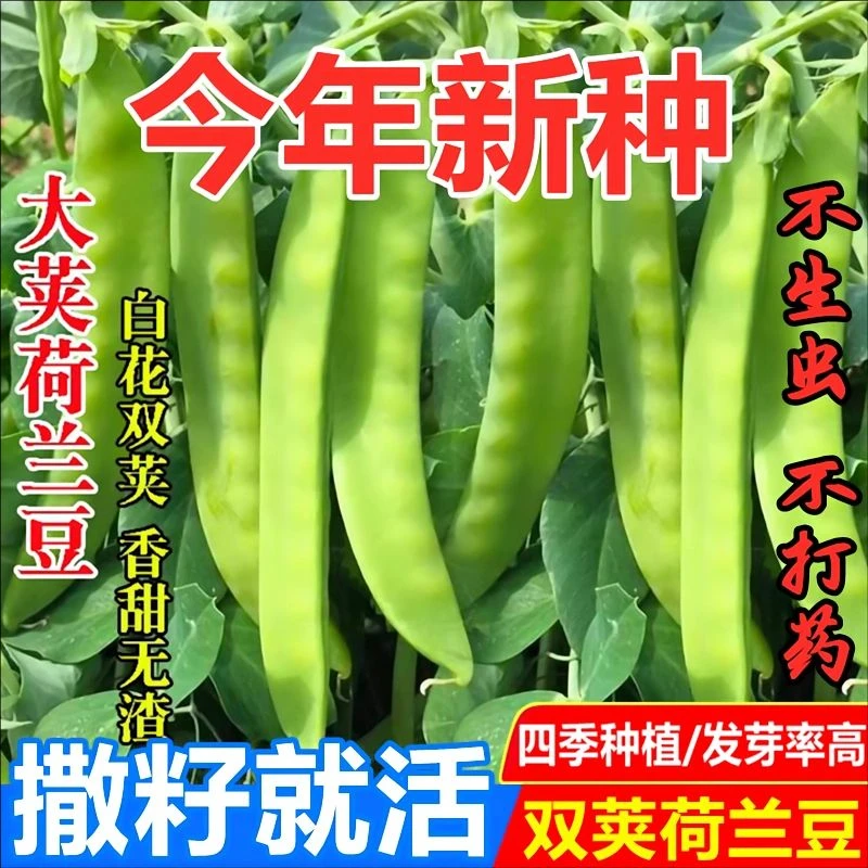 大荚荷兰豆种子四季蔬菜抗病包邮正宗秋豆角种子四季豆lz