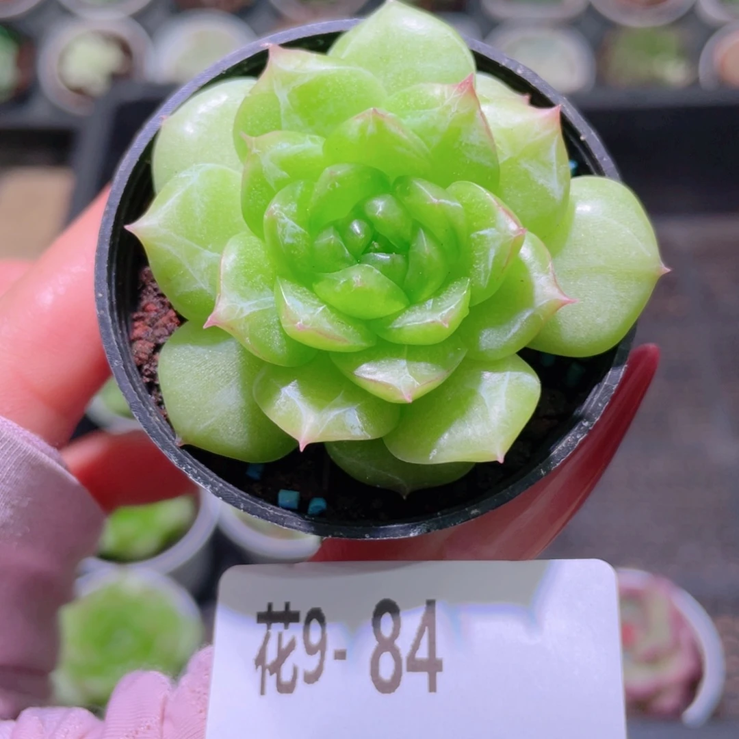 花利美9-84铂金叶