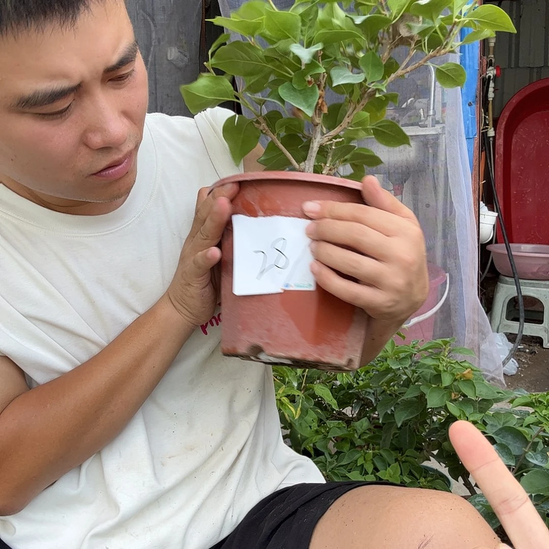 无花朵三角梅28号