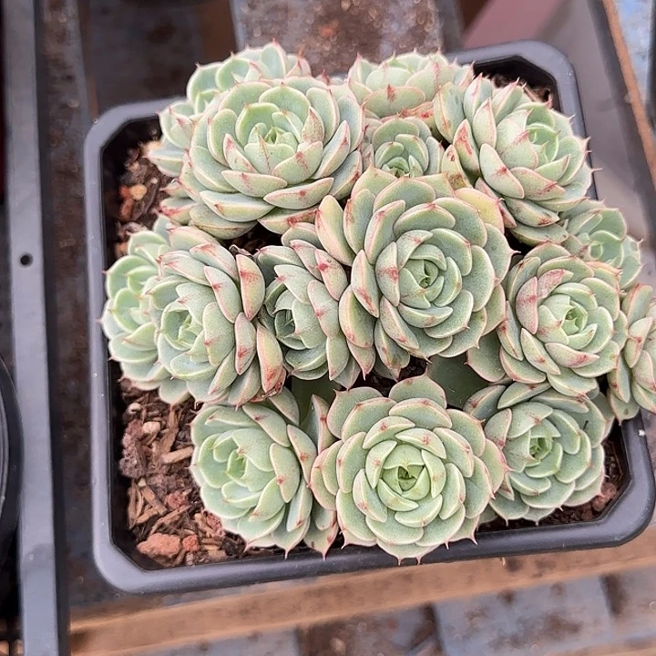 丸叶玫瑰本吧惊鸿一物一拍包装收缩花旱