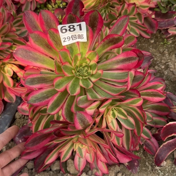 美杜……多肉植物……