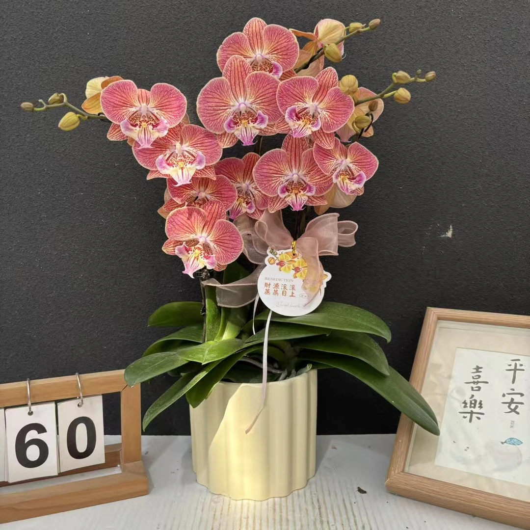 （星辰）稀有品种蝴蝶兰精美艺术鲜花组盆花卉