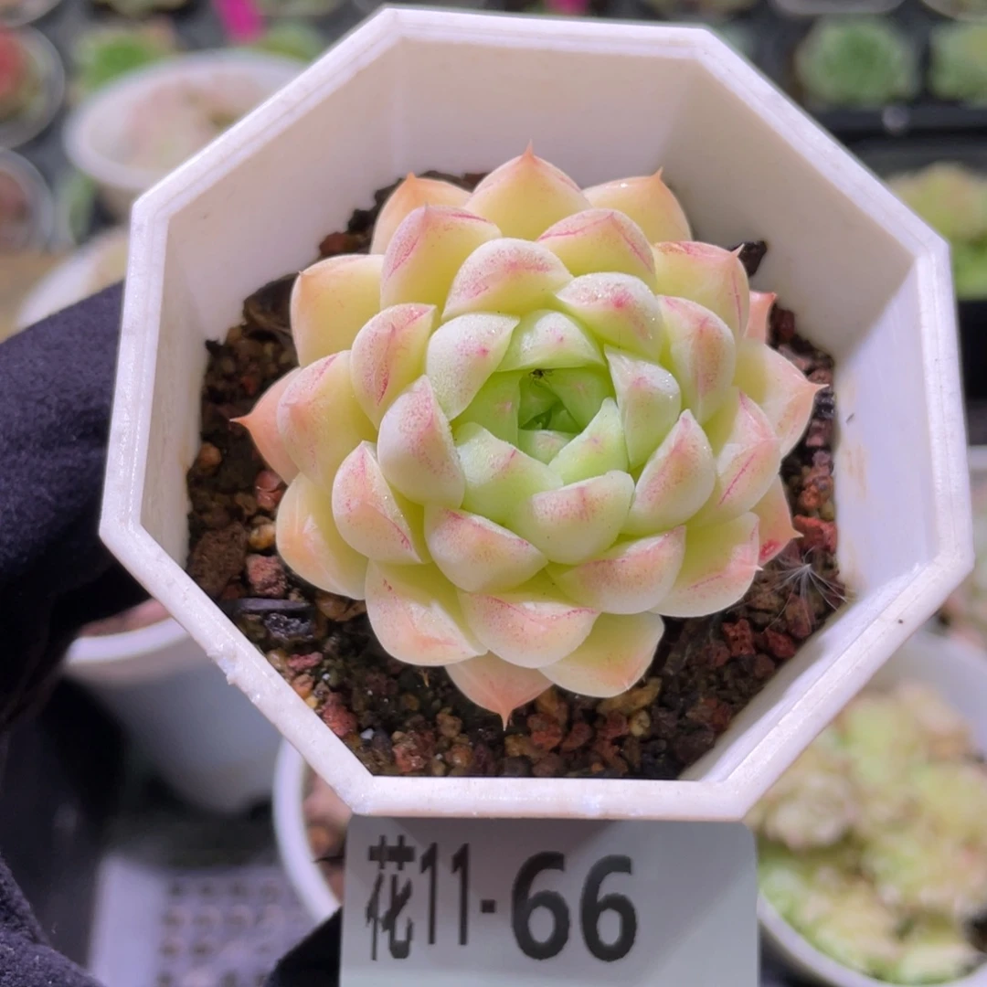 花利美11-66女王玫瑰