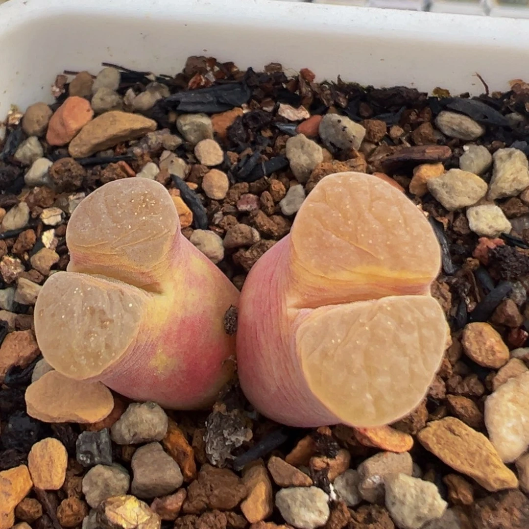 102多肉植物百科植物