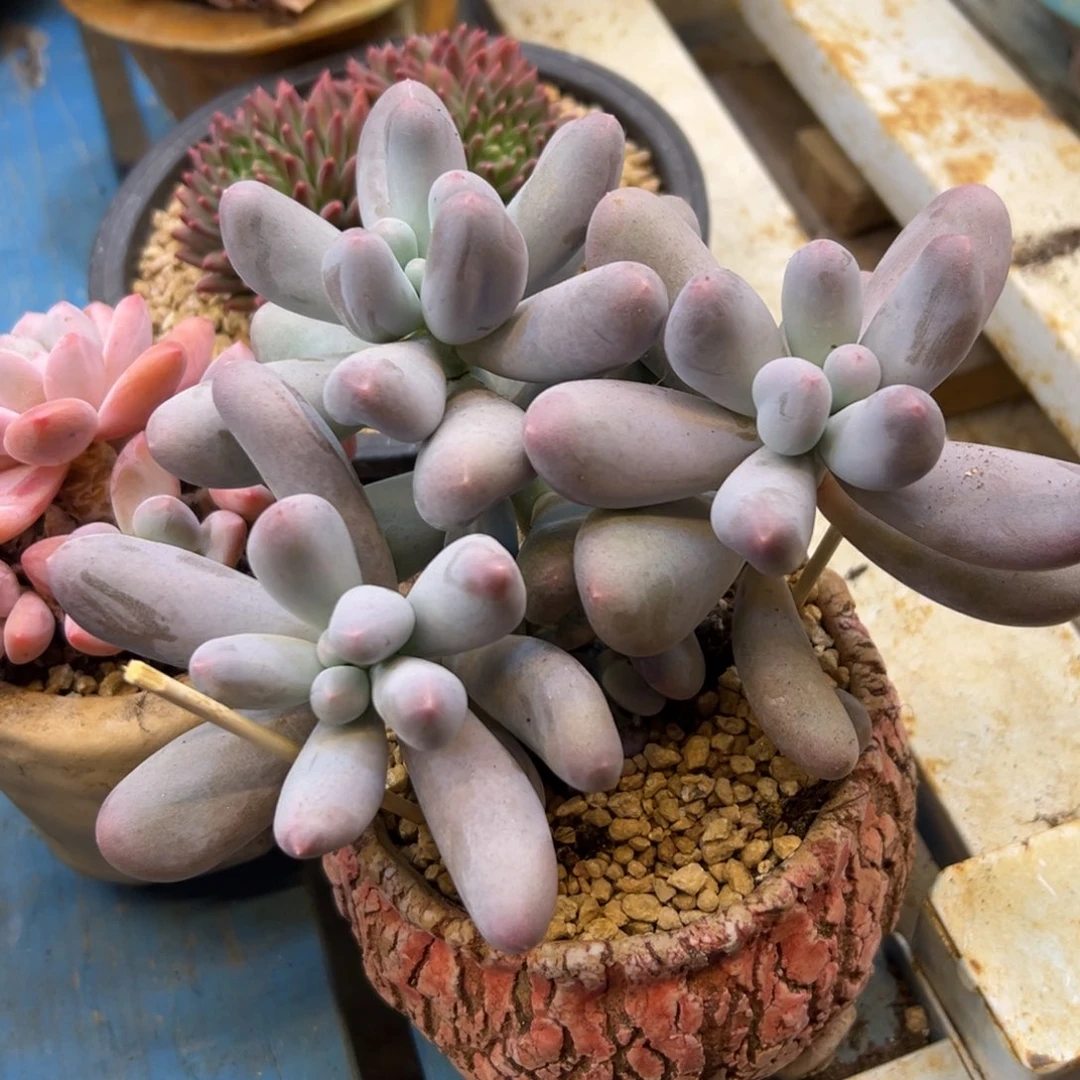 米可奶多肉植物一物一拍