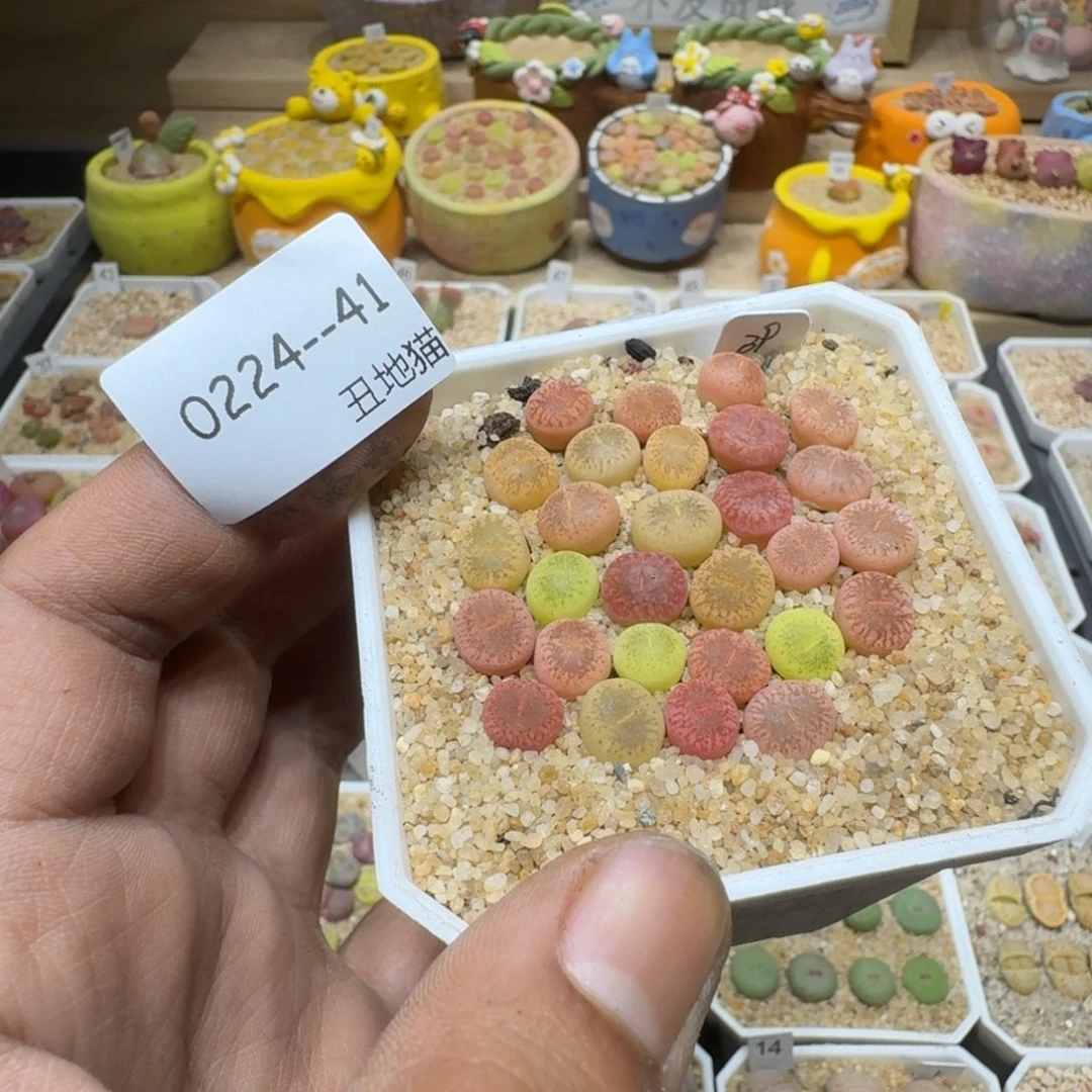 s**x0224-041生石花