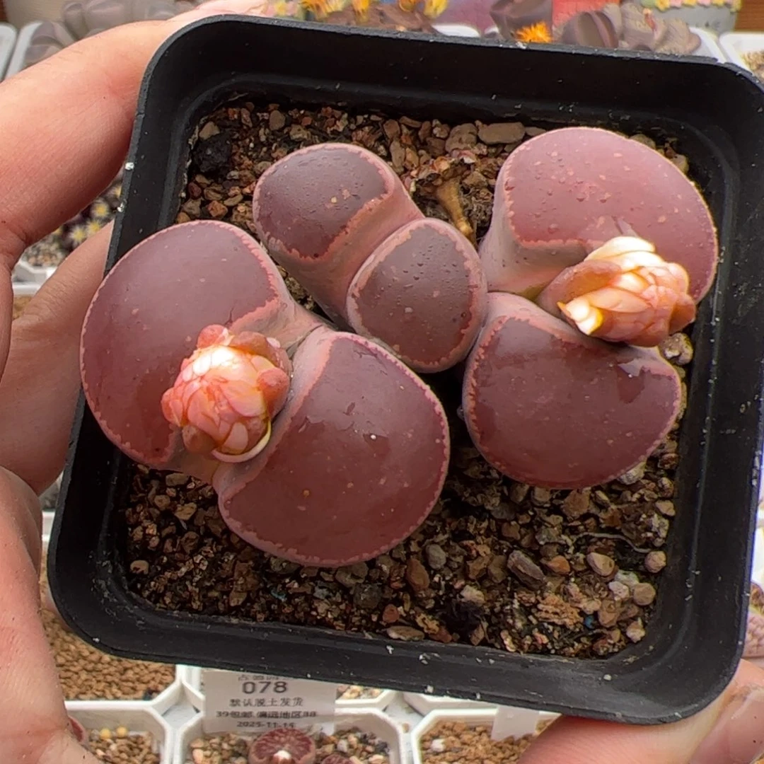 099号KO 多肉植物