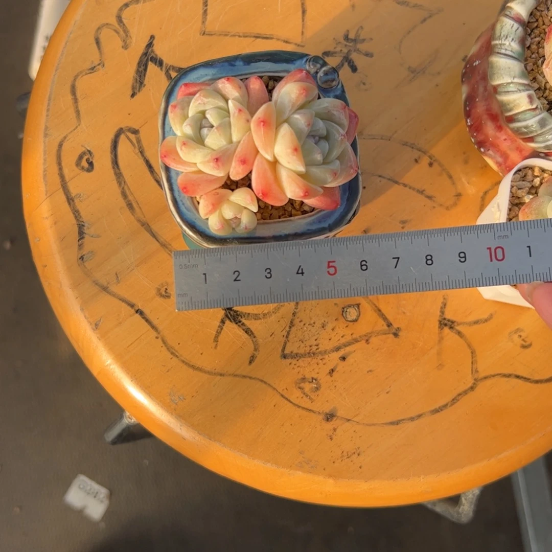 M*492 多肉植物组合盆栽