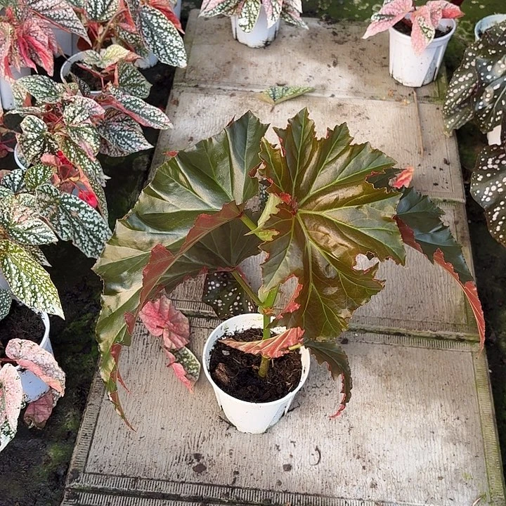 完全开放容若秋海棠