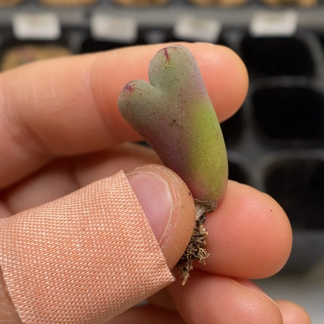 多肉植物肉锥杂交K-3629
