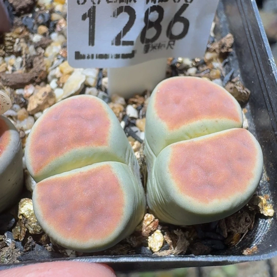 Sssss 好好看呀1286