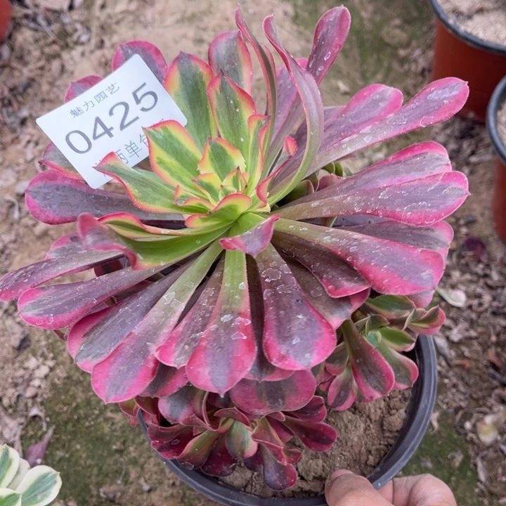 0425美杜莎的的多肉