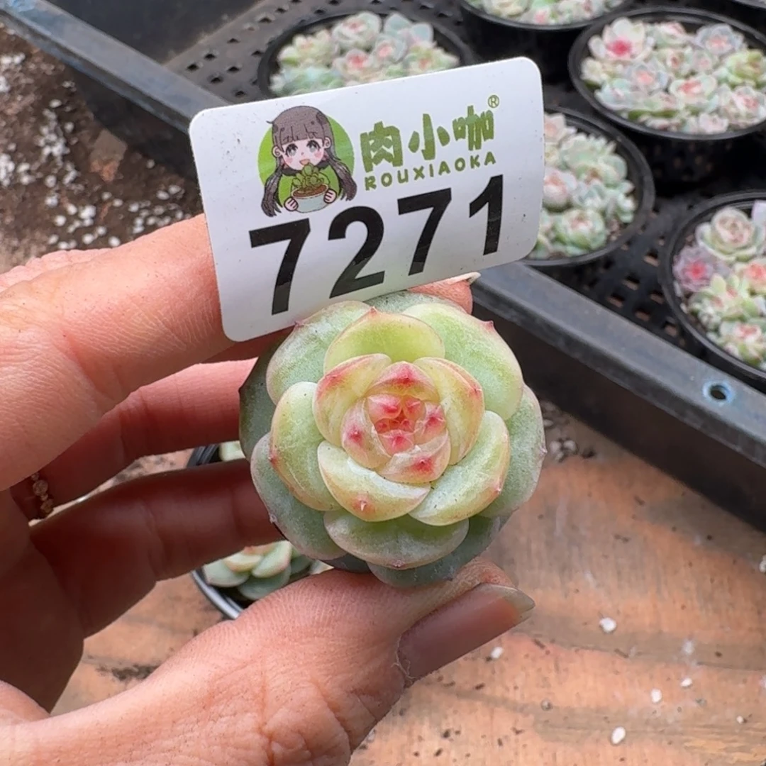 猫***儿多肉植物多肉植物