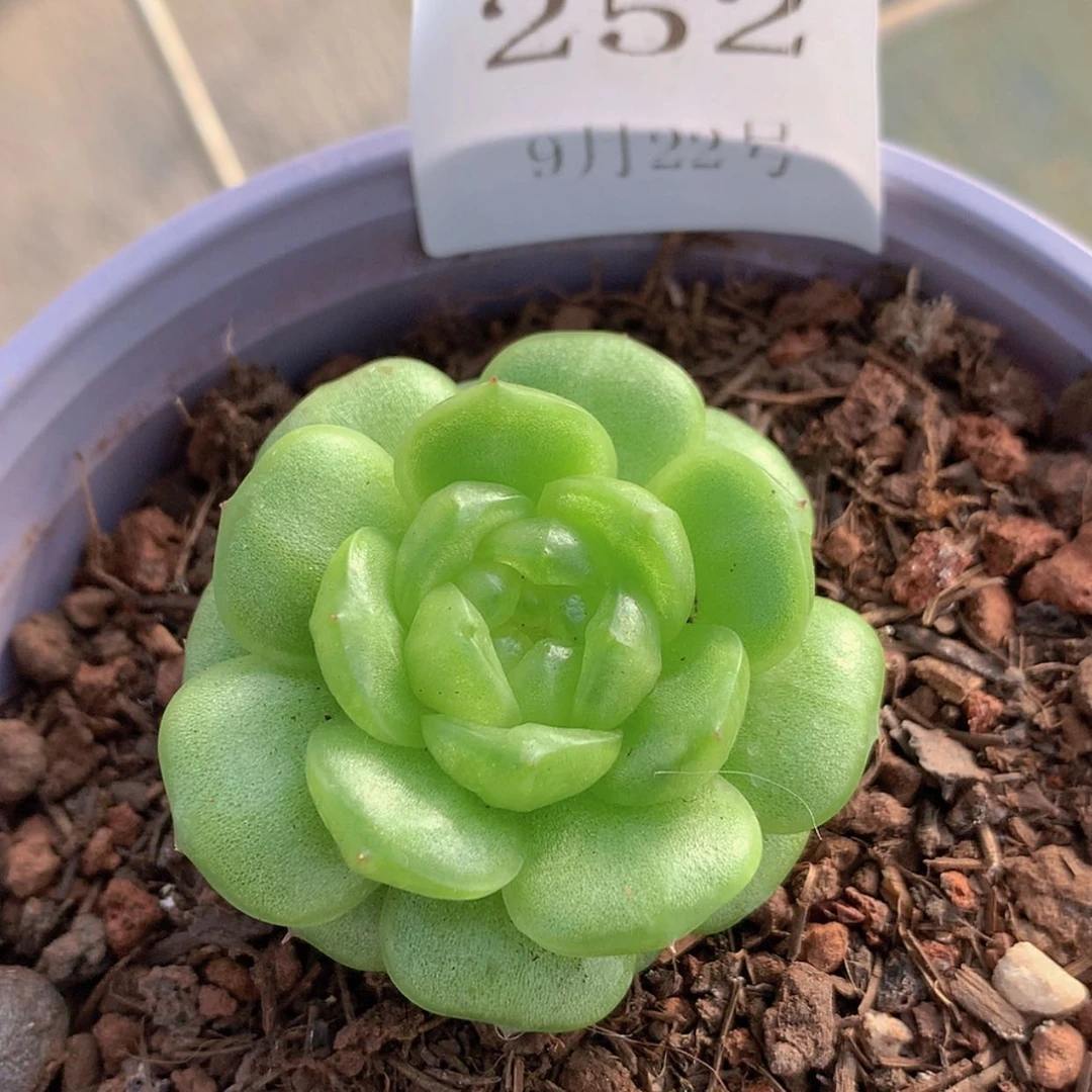 【闪购商品】云252号