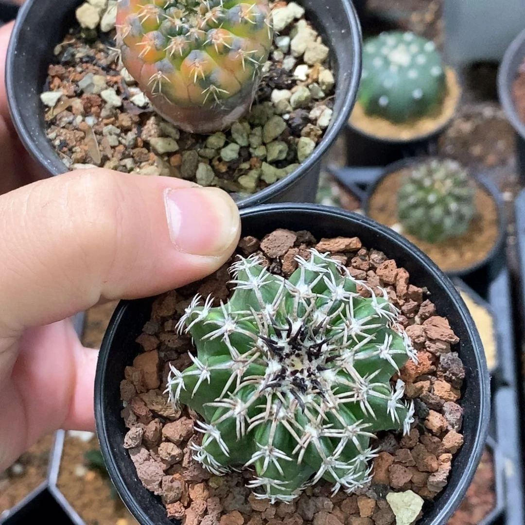 苞*孤品实生极散斑裸鄂锦+铃木黑刺奇特圆盘玉