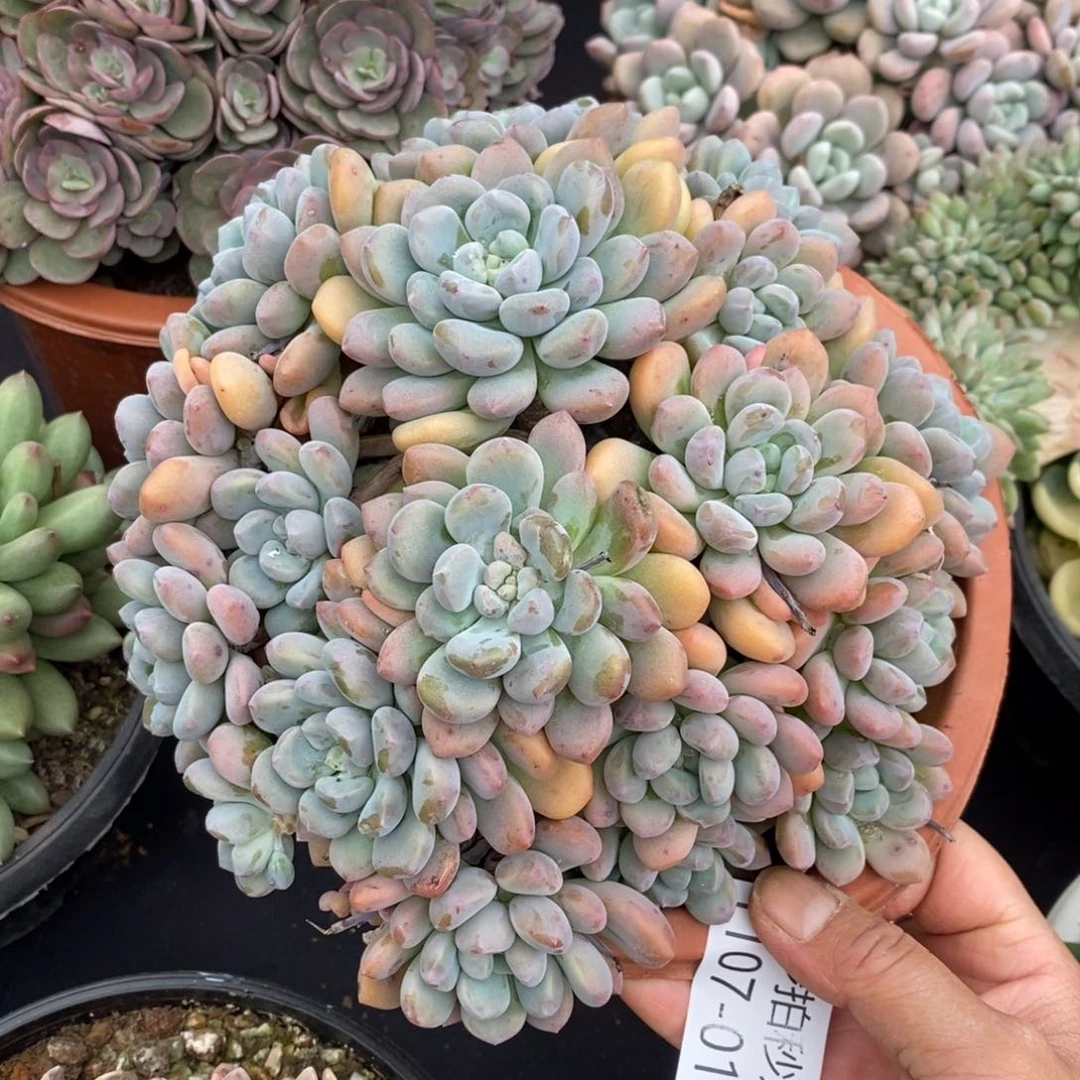 两单包邮1107-19木糖醇