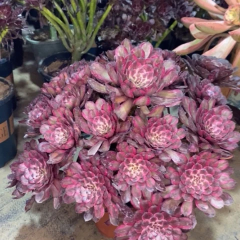 紫霞仙子多肉植物035