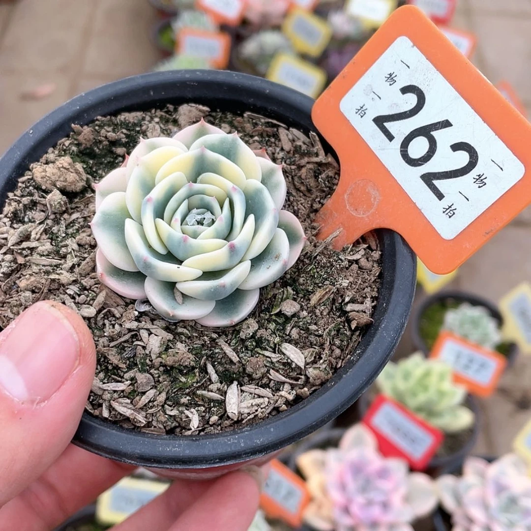 【闪购商品】262号