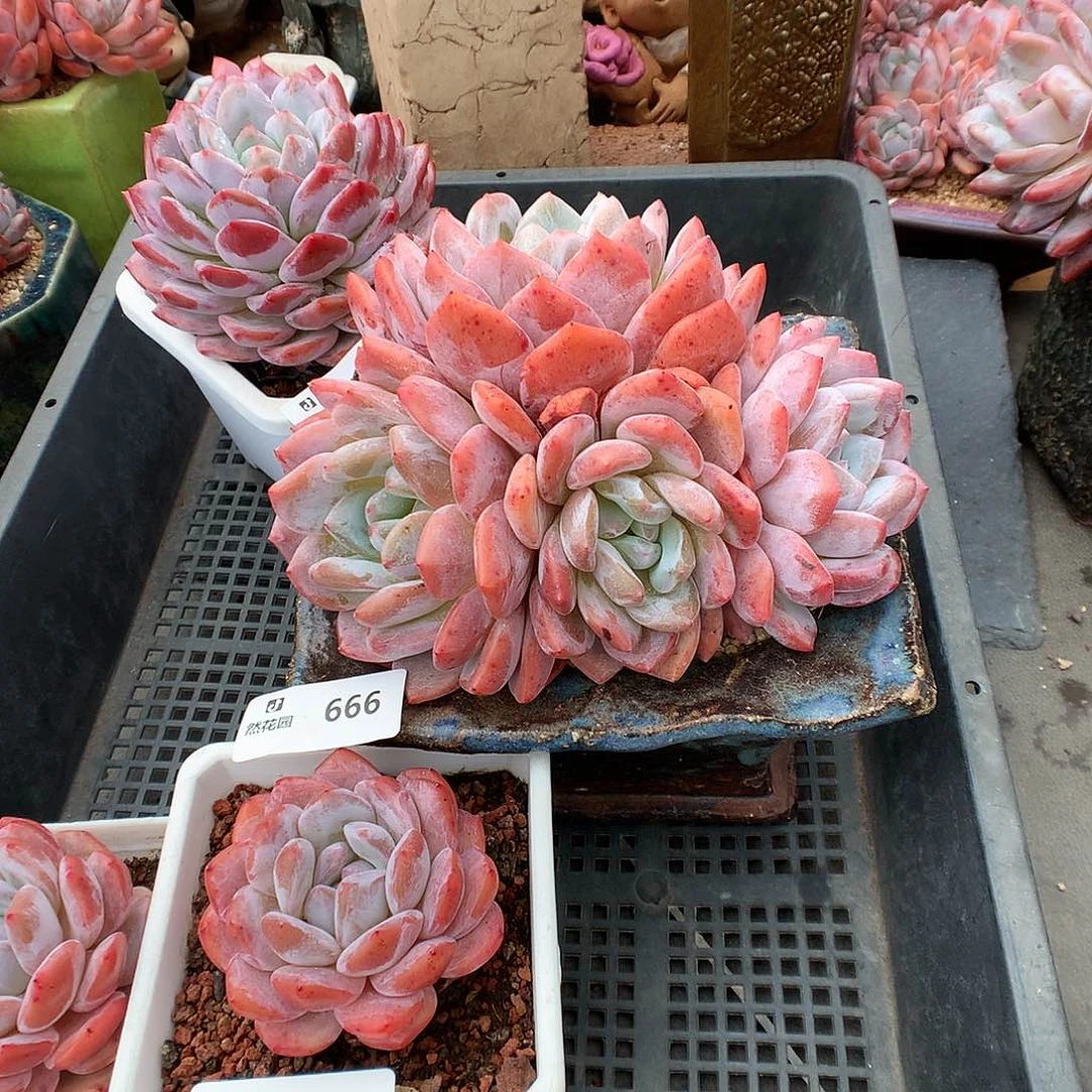 666蒙克多肉植物666