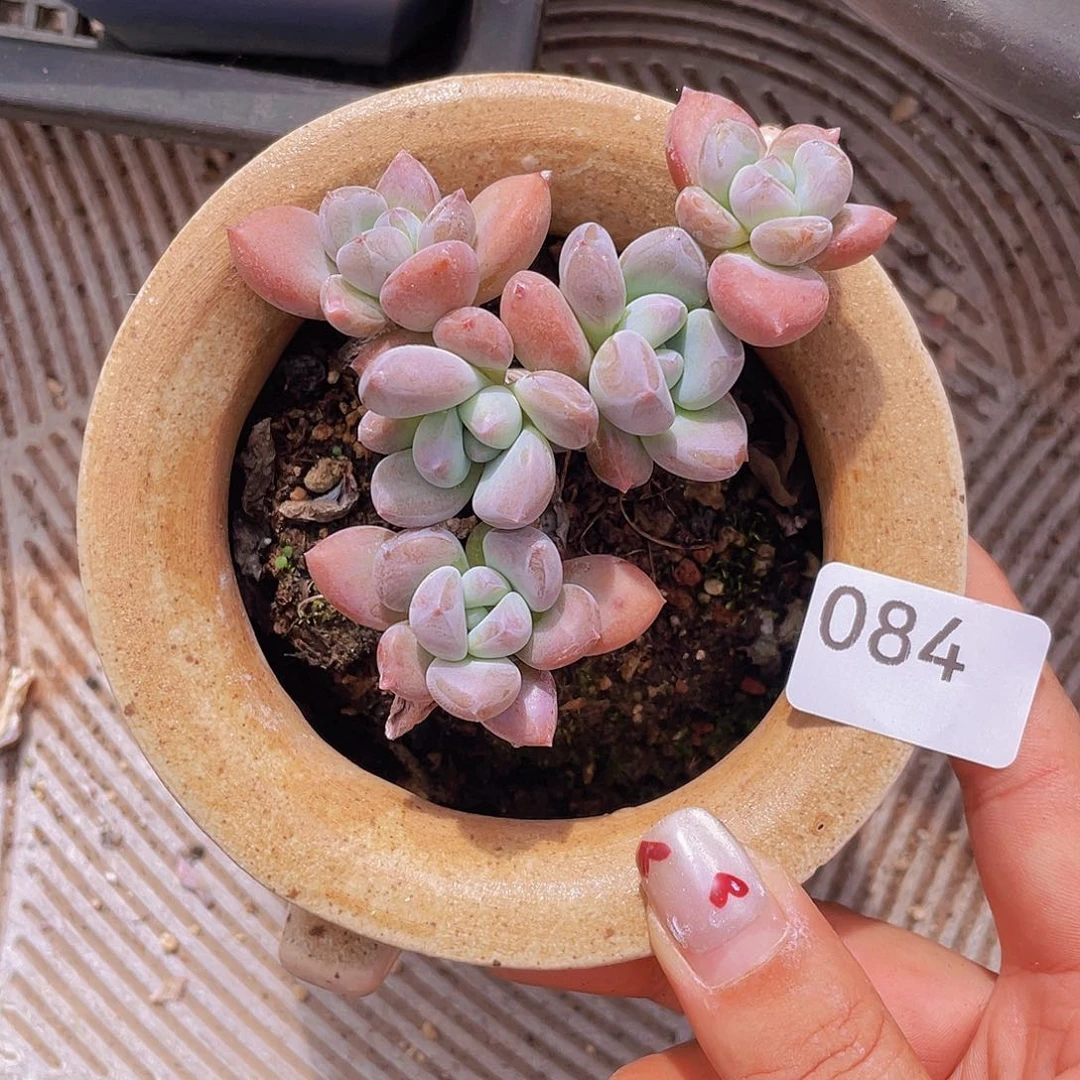 84。奥花。