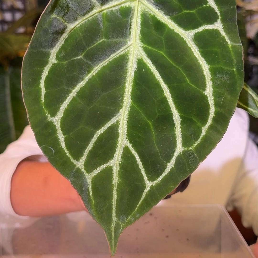 完全开放F200狂战士籽播