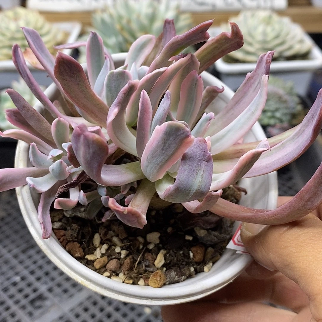 2475 花车锦自然群