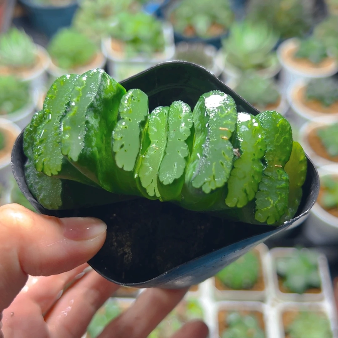 绿皮玉扇多肉多肉一颗