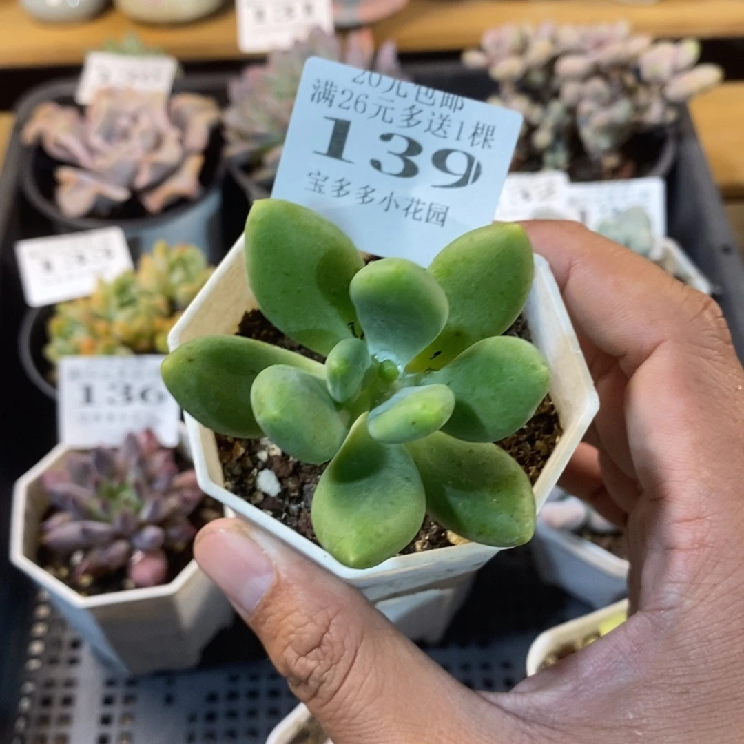 芒果奶一物一拍满20包邮满26元多送一颗
