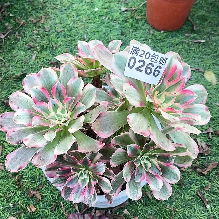 0266 一颗雨花石发誓