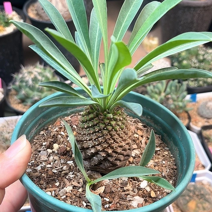 无花朵铁甲丸母本群一颗脱土