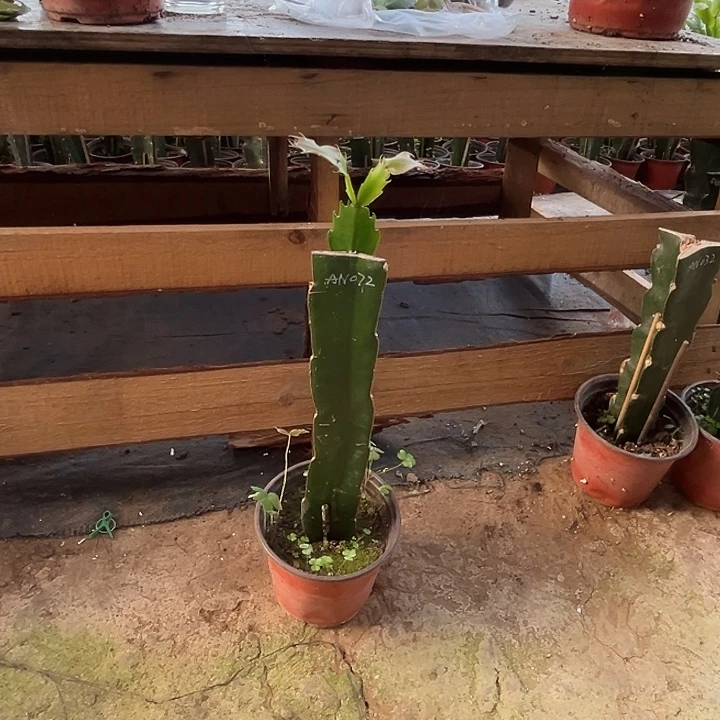 李****完全开放AN072复色重瓣