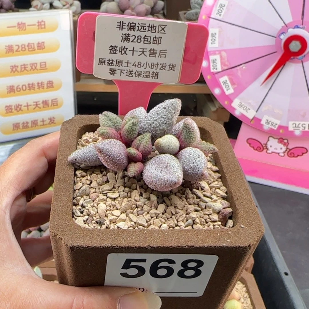 568黑酱多肉的植物